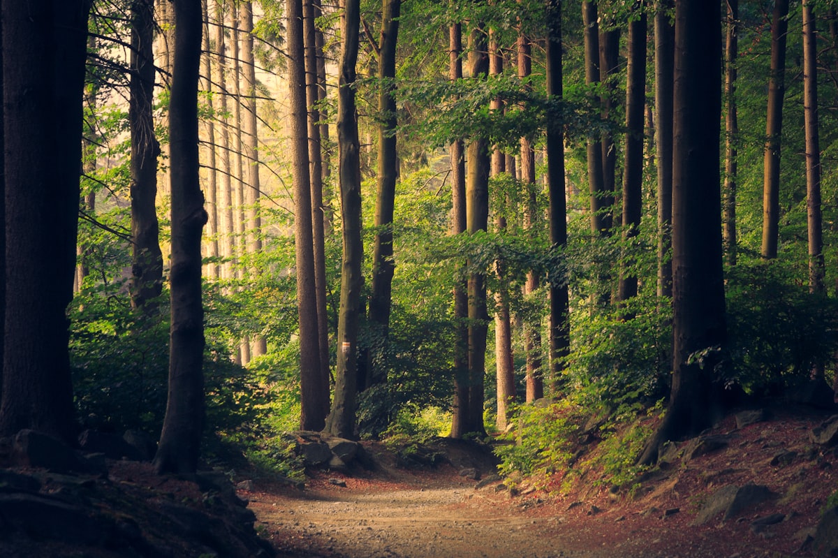 Forêt française - plantation et régénération ONF